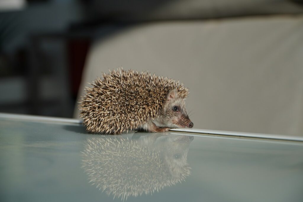 a small hedge sitting on top of a glass table