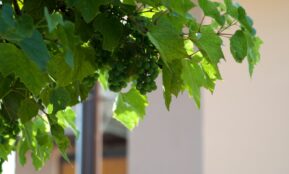 green leaves on white wall