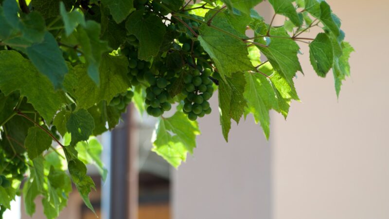 Žieminis vynmedžių genėjimas: pasakė, kada ir kaip tai padaryti teisingai, kad derlius džiugintų