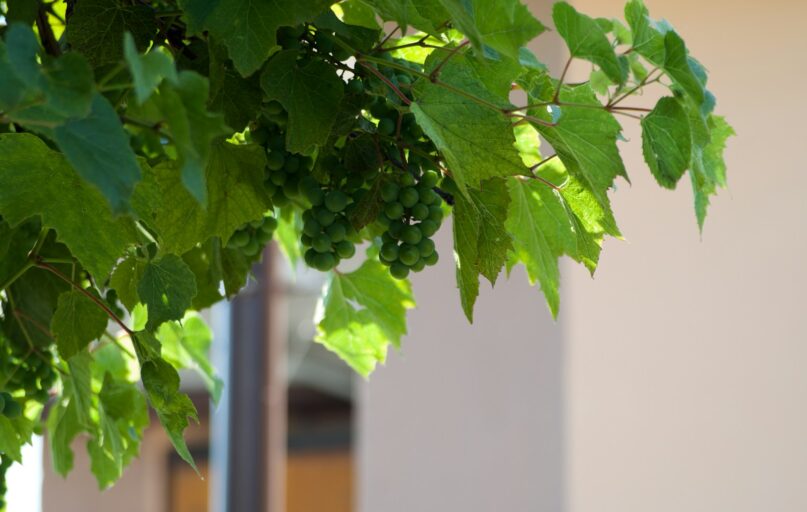 green leaves on white wall