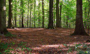 Nuo 2026 m. draudžiami plynieji miško kirtimai prie miestų – kas pasikeis gyventojams?