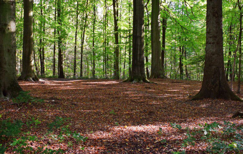 Nuo 2026 m. draudžiami plynieji miško kirtimai prie miestų – kas pasikeis gyventojams?