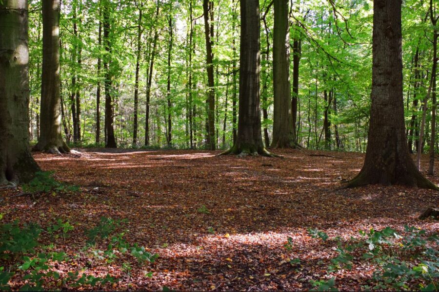 Nuo 2026 m. draudžiami plynieji miško kirtimai prie miestų – kas pasikeis gyventojams?