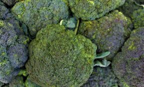 A close-up view of fresh broccoli florets.