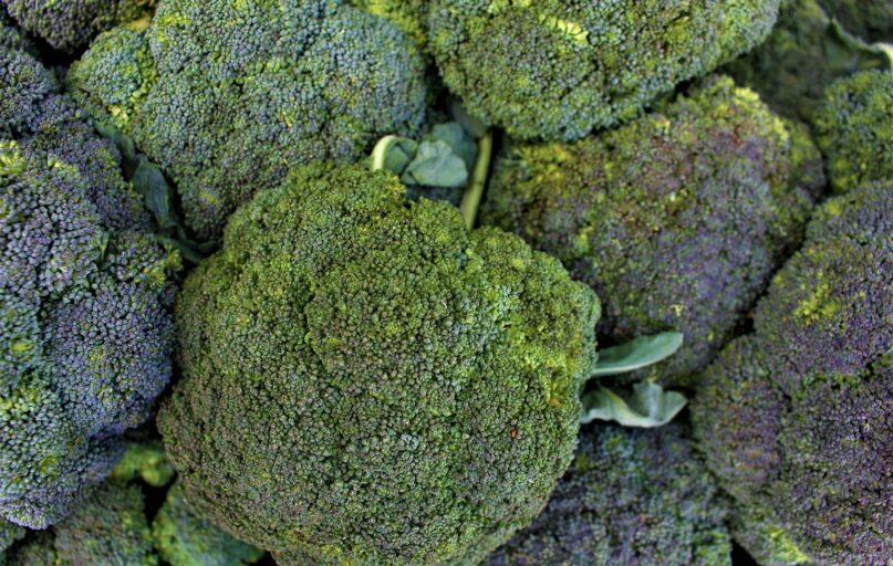 A close-up view of fresh broccoli florets.