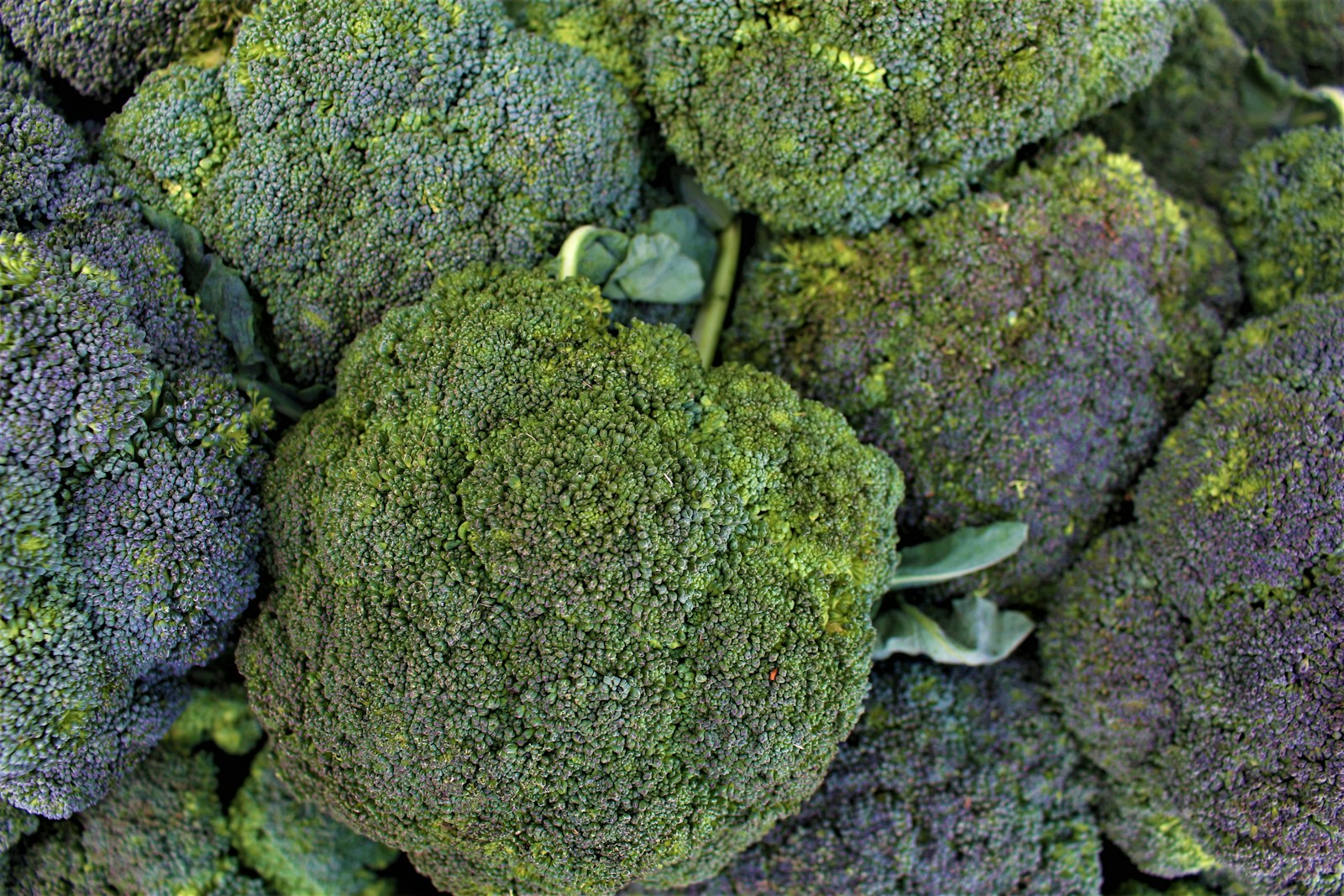 A close-up view of fresh broccoli florets.