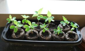 Young seedlings growing in a tray indoors.