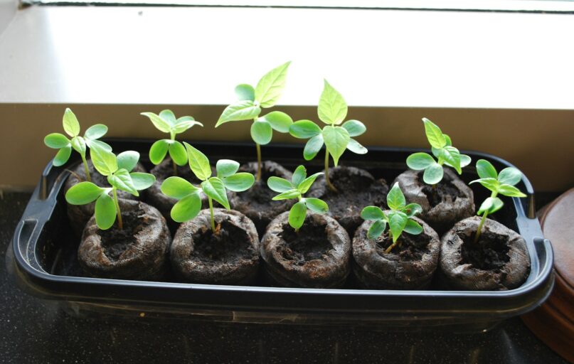 Young seedlings growing in a tray indoors.