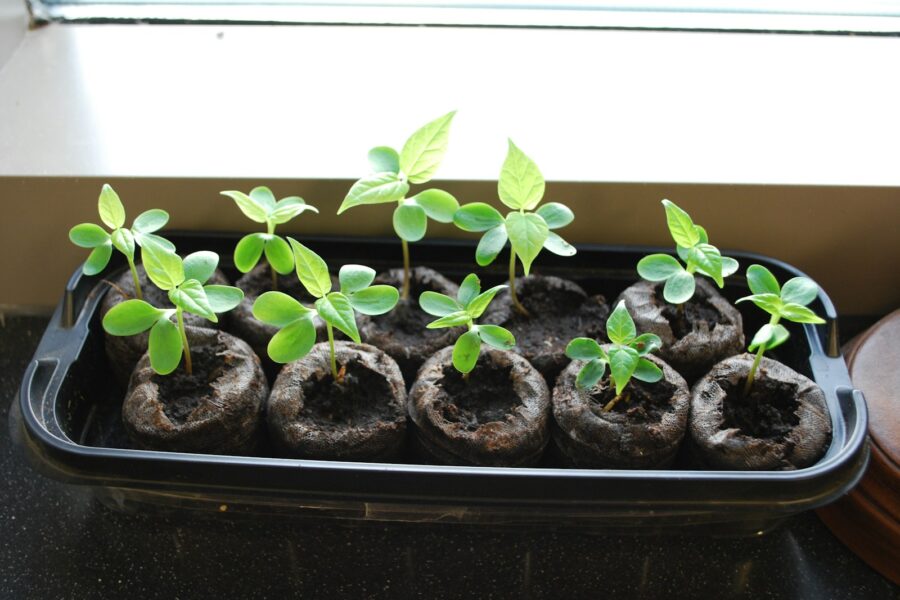 Young seedlings growing in a tray indoors.