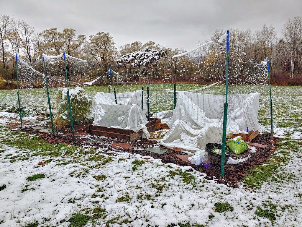 Pavasarį dirva bus puresnė ir derlingesnė: daržininkai pataria žiemą pabarstyti kruopų ant sniego