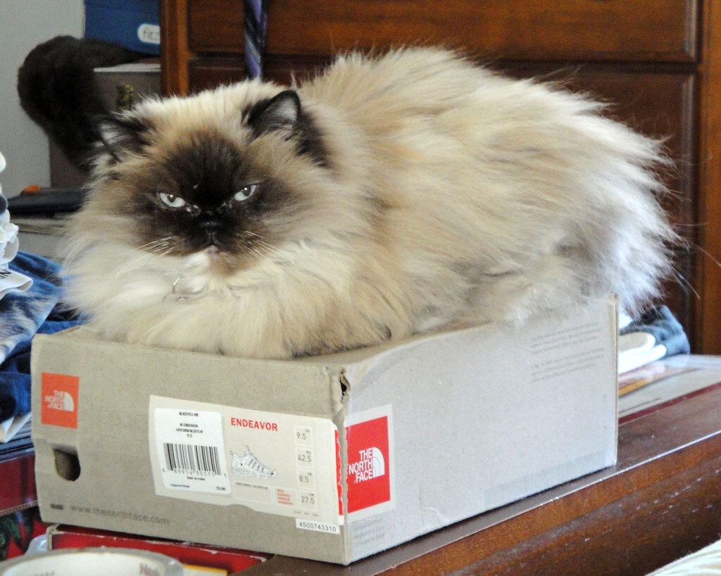 Trys praktiški patarimai žiemai: sužinokite, kaip batų dėžės padeda sulaikyti šilumą namuose