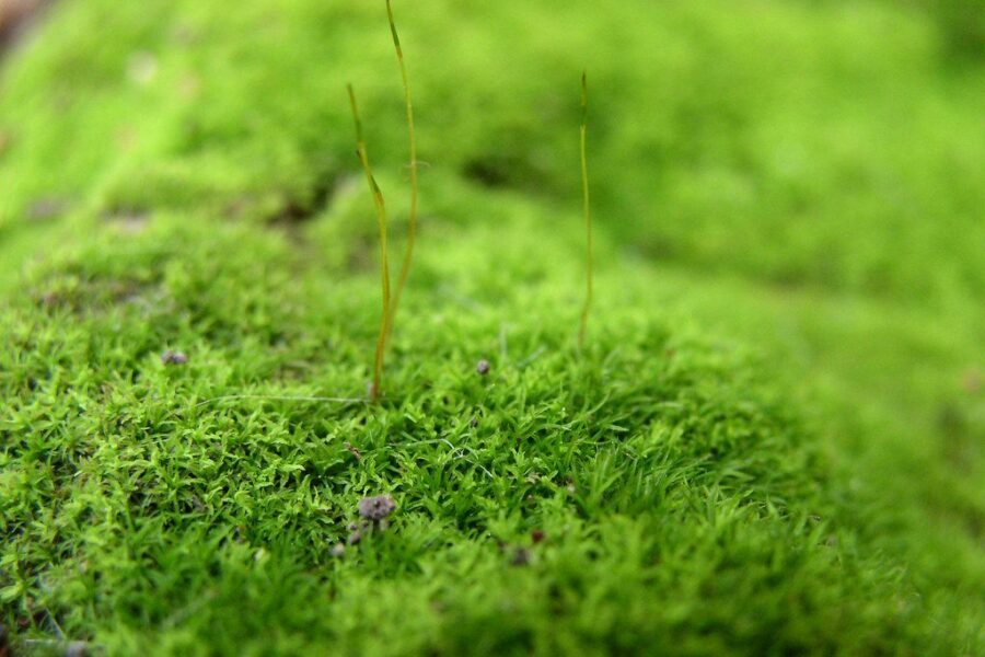 Samanos vejoje: sužinokite, kodėl atsiranda ir patarimai, kaip jų atsikratyti pavasarį
