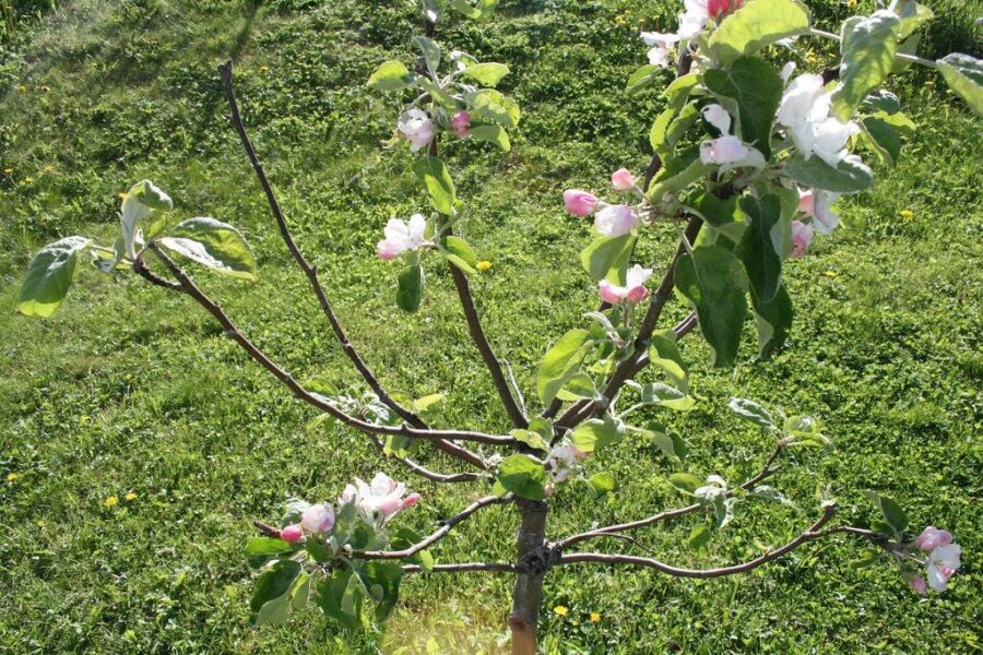Sodinant medelius svarbi kiekviena smulkmena: ekspertai išskiria vieną pagrindinę taisyklę