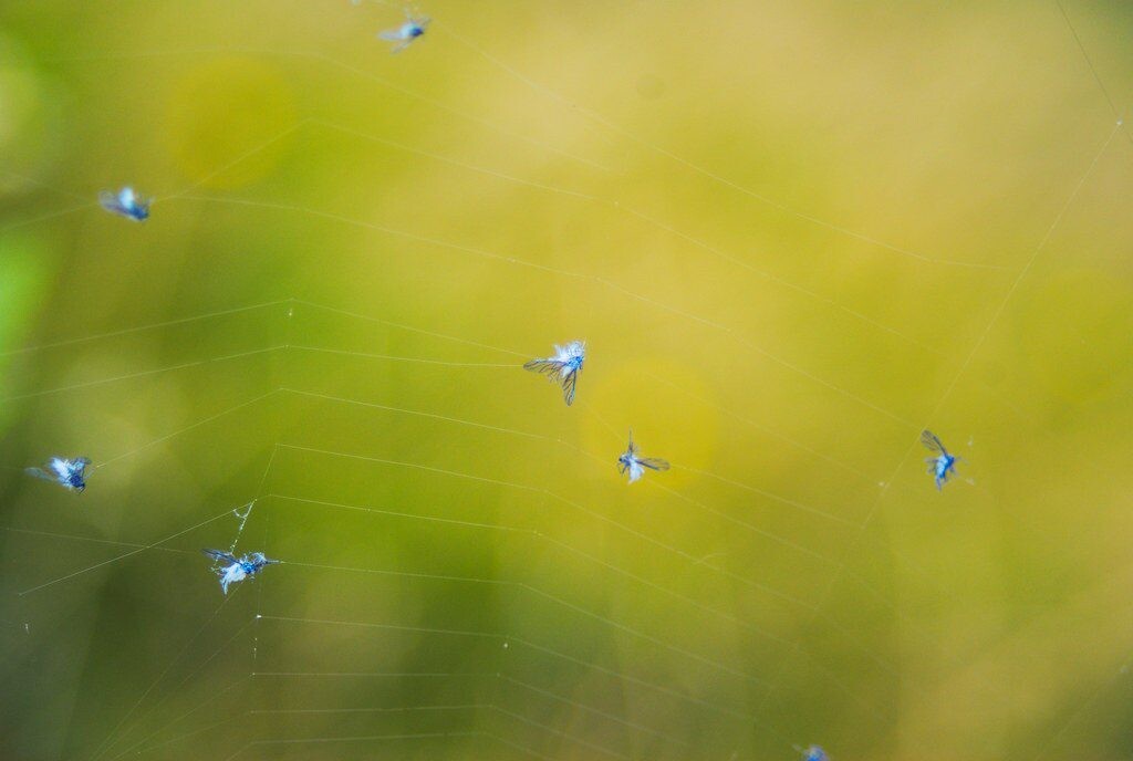 Sveikesnė dirva ir ženkliai mažiau kenkėjų, štai kaip sustabdyti įkyrių muselių plitimą
