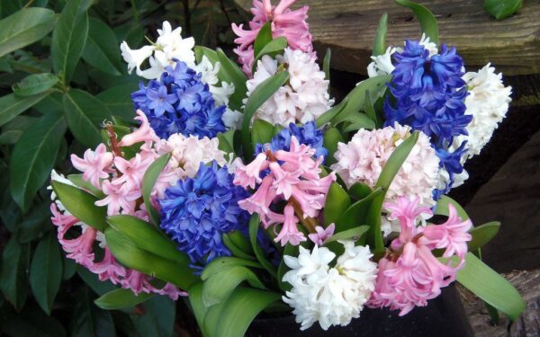 Gražu ant palangės, bet miegamajame gali varginti: šios gėlės kvapas užvaldo kambarį