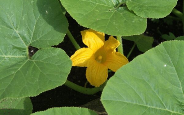 Norite kalno traškių kornišonų be vargo? Sužinokite, kokios veislės garantuoja gausų derlių