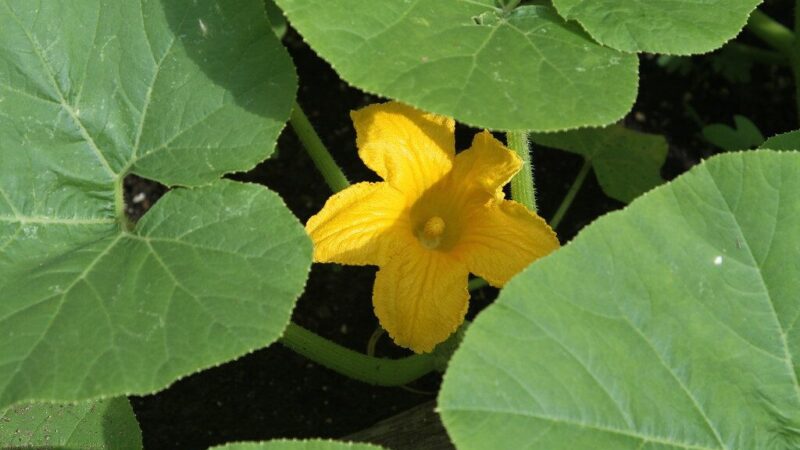 Norite kalno traškių kornišonų be vargo? Sužinokite, kokios veislės garantuoja gausų derlių