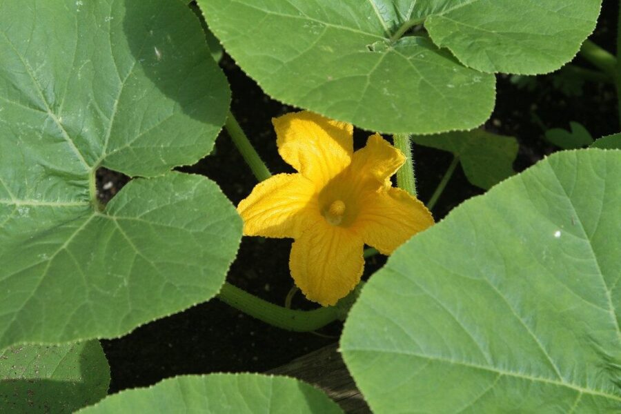 Norite kalno traškių kornišonų be vargo? Sužinokite, kokios veislės garantuoja gausų derlių