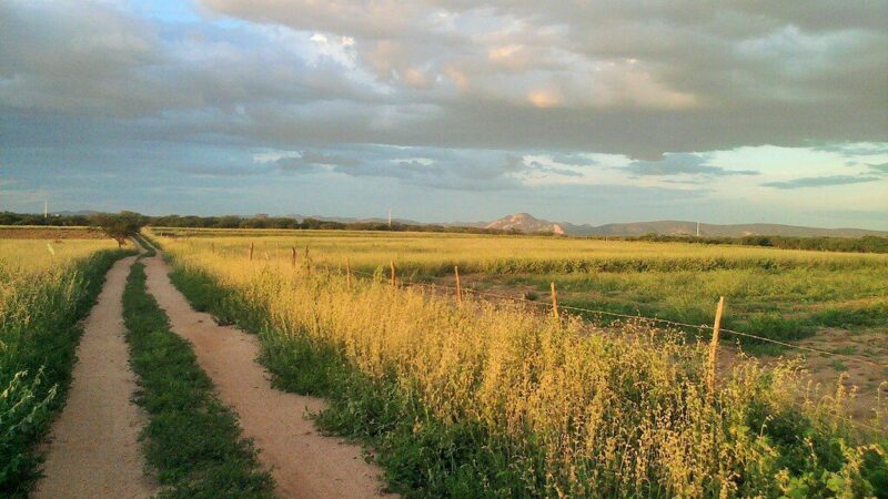 Ūkininkams ruošiamos naujos taisyklės: Vyriausybė pateiks įstatymo pataisas
