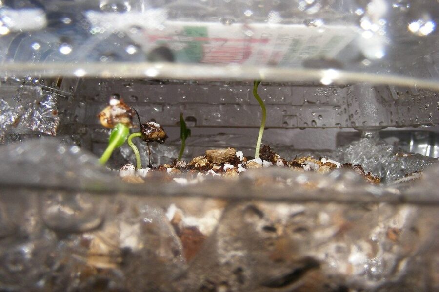 Greitesni paprikų daigai: trys žingsniai, kurie gali sutrumpinti dygimo laiką iki 3 dienų