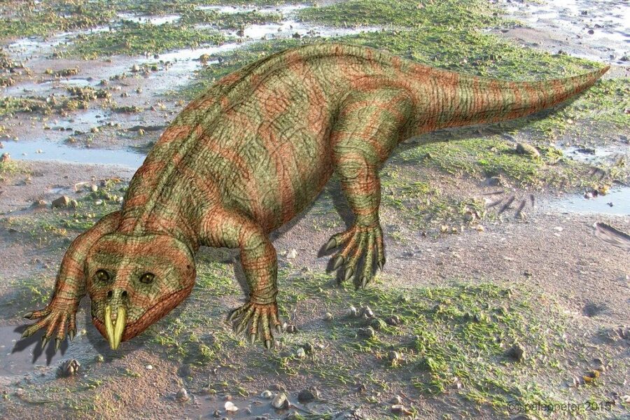 Retas paleontologų atradimas: Brazilijoje aptiktas ką tik išsiritusio rinozauro pėdsakas