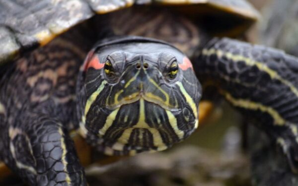 Visi jau buvo patikėję, kad viskas baigta, bet realybė pribloškė: atskleista, kas atsitiko vėžliui Džonatanui