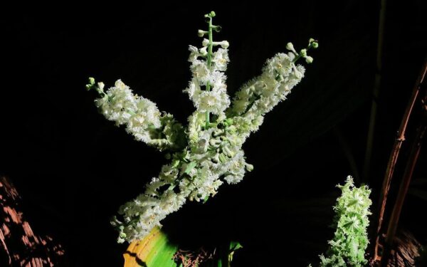 Nebijo nei šalčio, nei pavėsio: šios ypatingos gėlės gali papuošti jūsų sodą dešimtmečiams