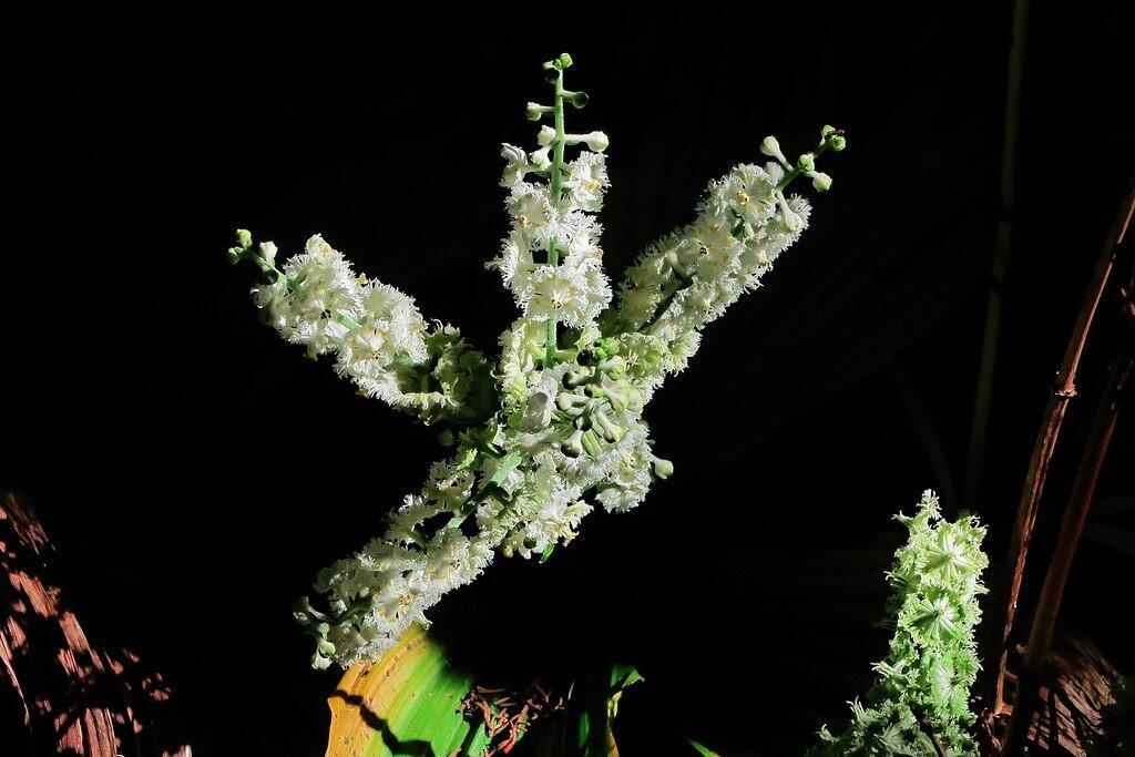 Nebijo nei šalčio, nei pavėsio: šios ypatingos gėlės gali papuošti jūsų sodą dešimtmečiams