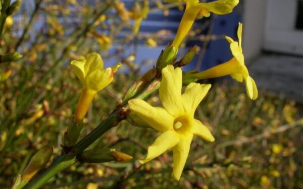 Žydi per žiemą ir maitina bites: šiam krūmui nebaisūs net ir dideli šalčiai