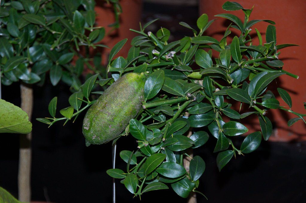 Vaistinė citrinaitė iš arti: dekoratyvus augalas, nustebinantis skoniu ir nauda sveikatai