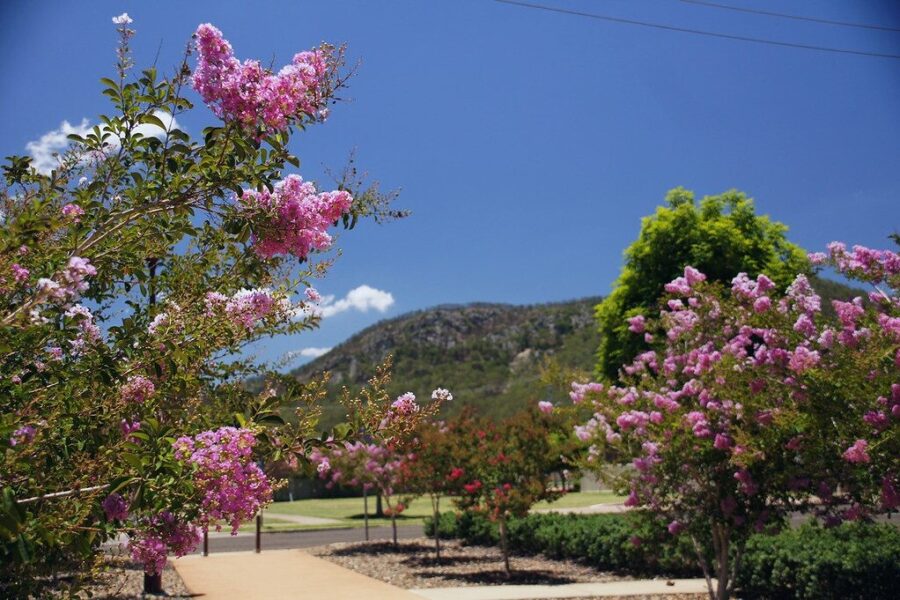 Indiškoji lagerstremija ir jos privalumai: egzotika, kuri nebijo vasaros ir nereikalauja daug priežiūros