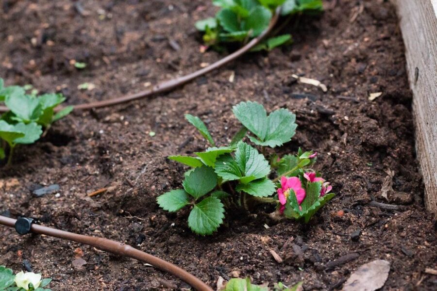 Po braškių liko tik tuščia lysvė? Šis sėjomainos gidas padės pasirinkti augalus, kurie atkurs dirvos balansą