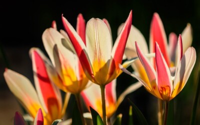 Lengvai pritaikomi patarimai, kaip prižiūrėti tulpes, kad jos ilgiau išliktų tvirtos ir gražios