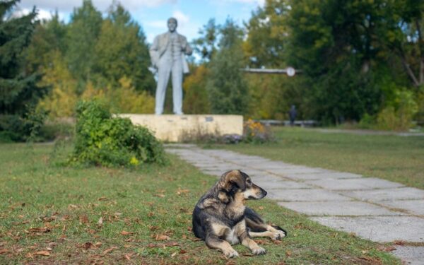 Černobylio šunys ir Fukušimos šernai: radiacija keičia gyvūnus greičiau nei tikėtasi