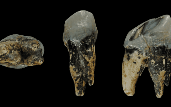 Graecopithecus paslaptis: mokslininkai tiria, ar žmonijos ištakos galėjo būti Europoje