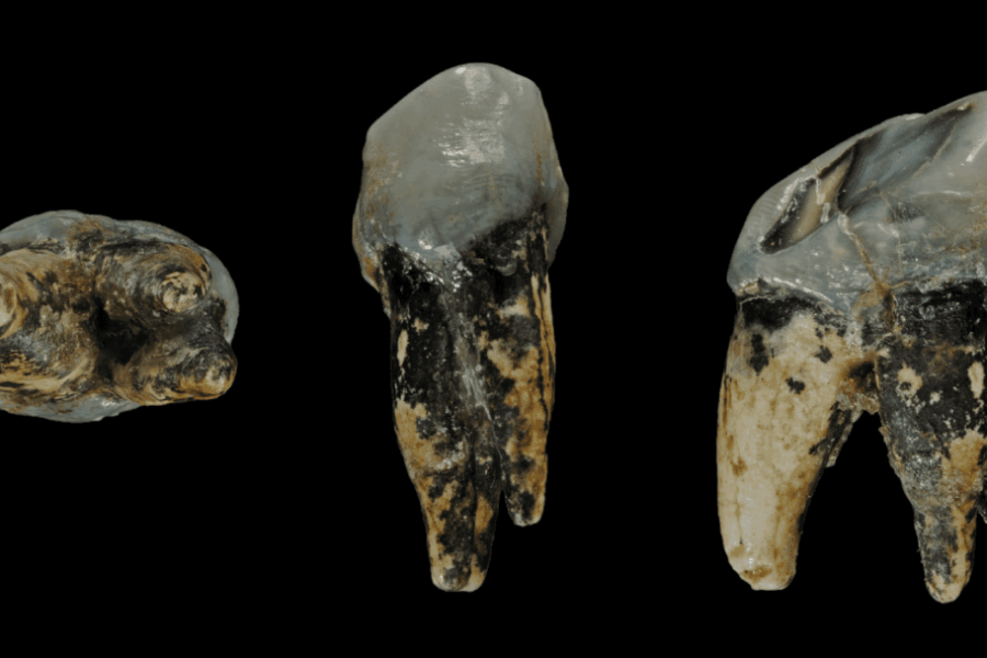 Graecopithecus paslaptis: mokslininkai tiria, ar žmonijos ištakos galėjo būti Europoje