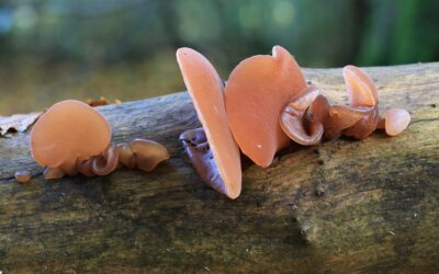 Mažai kas renka, bet virtuvėje vertinamas: grybas, kurį verta pažinti prieš sezoną