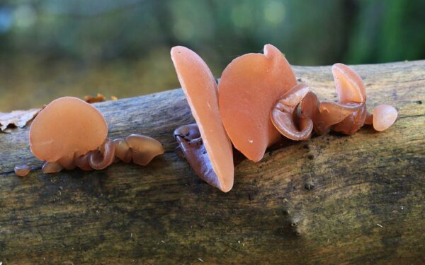 Mažai kas renka, bet virtuvėje vertinamas: grybas, kurį verta pažinti prieš sezoną