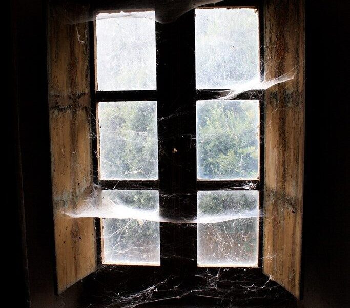 Šokiruojantys mokslininkų atradimai: sužinok, kiek vorų iš tiesų slepiasi tavo kambaryje ir lovoje