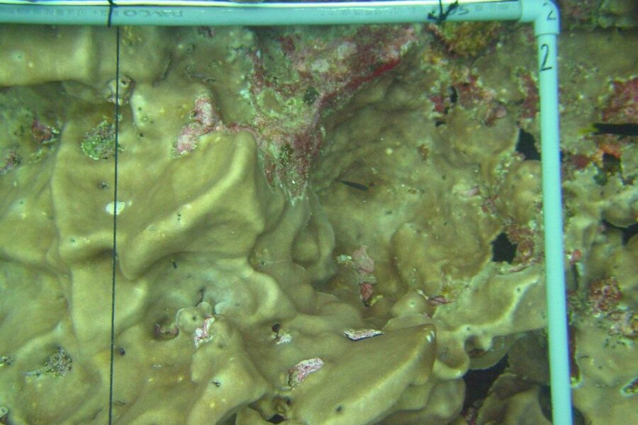 Mokslininkai tiria unikalią koralų koloniją: aiškinasi, ar tai vienas didžiulis organizmas