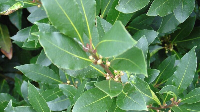 Vargina nuolatinis pilvo pūtimas? Šis paprastas  užpilas gali padėti pasijusti lengviau