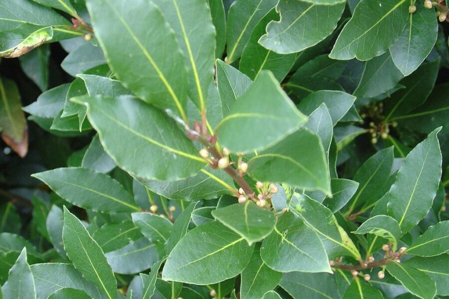 Vargina nuolatinis pilvo pūtimas? Šis paprastas  užpilas gali padėti pasijusti lengviau