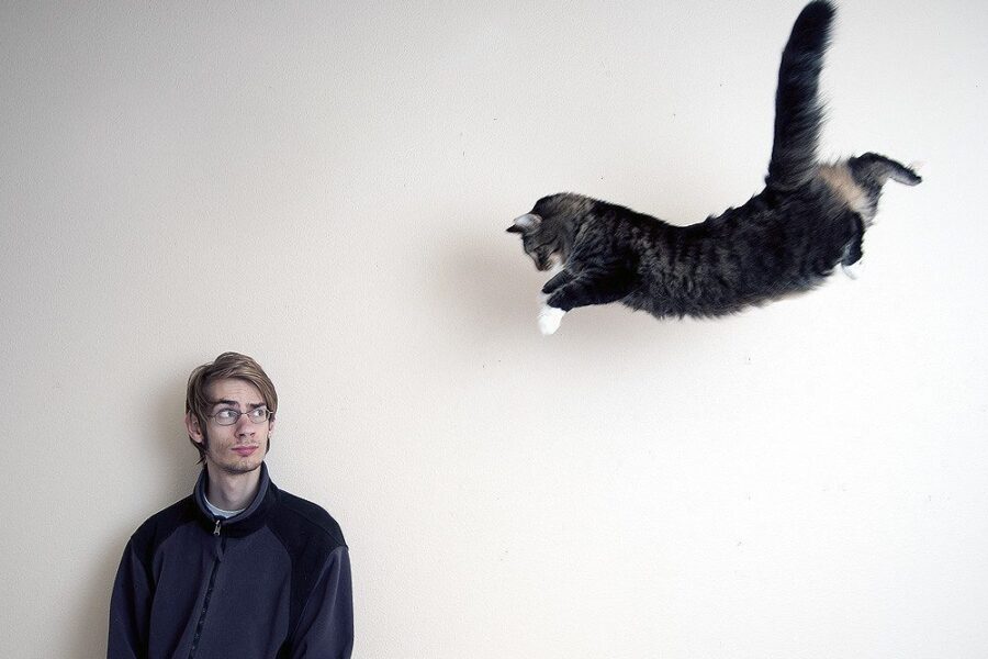 Katinas. Openverse nuotr.