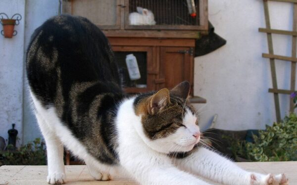 Veterinarai pagaliau atskleidė: štai ką iš tikrųjų reiškia, kai katė rangosi jus pamačiusi