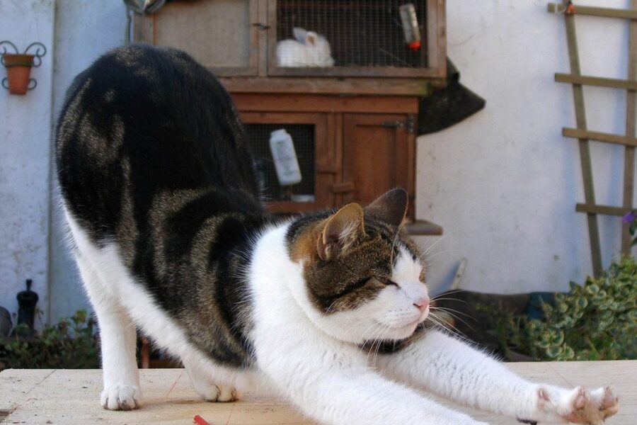 Veterinarai pagaliau atskleidė: štai ką iš tikrųjų reiškia, kai katė rangosi jus pamačiusi