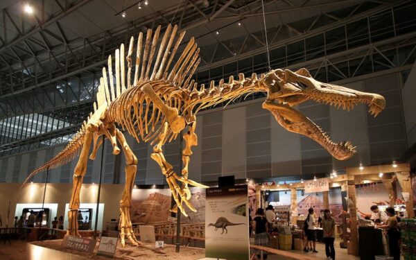 Retas radinys Sacharoje: aptiktas spinozauras leidžia iš naujo pažvelgti į plėšriuosius dinozaurus