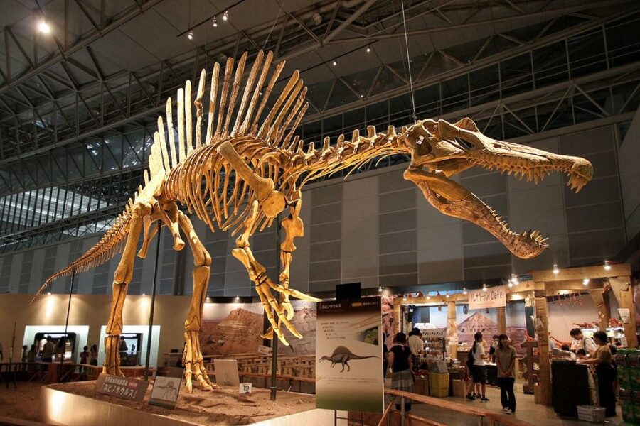 Retas radinys Sacharoje: aptiktas spinozauras leidžia iš naujo pažvelgti į plėšriuosius dinozaurus
