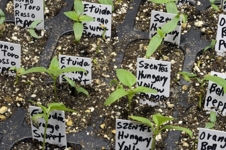 Ar žinote, kada sodinti paprikas? Išvenkite klaidų kurios gali sunaikinti derlių