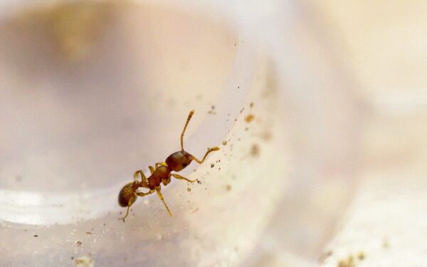 Mokslininkai Japonijoje tiria unikalią rūšį: šios išskirtinės skruzdės meta iššūkį įprastai socialinei struktūrai