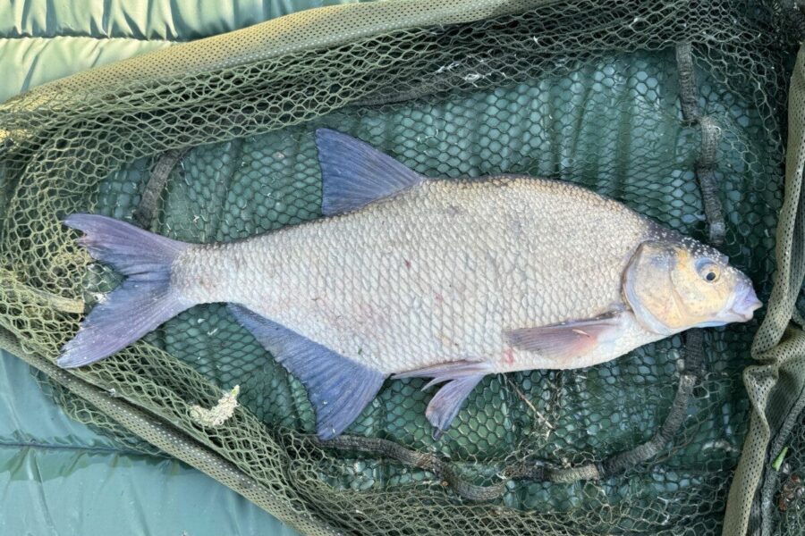 Žuvies valymas namuose per kelias minutes: paprastas metodas su verdančiu vandeniu ir druska